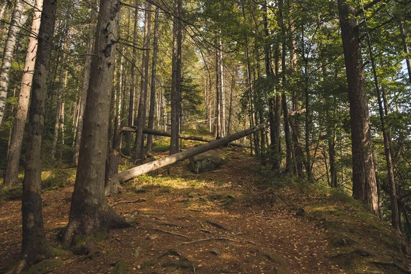 Miękkie Ostrość Wycinanie Drzew Karpatach Zachodnie Ukraina Środowisko Naturalne Słoneczny — Zdjęcie stockowe