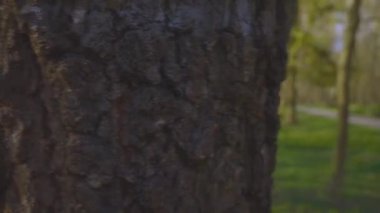 Köy parkında saklanmak ve ağaçtan ağaca zor nefes almakla ilgili amatör bir video. 