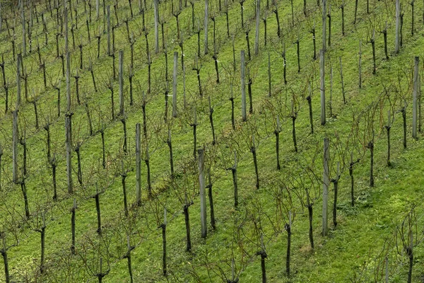 Weichen Fokus Ökologie Konzept Der Baum Sämlinge Aufwachsen Grünem Gras — Stockfoto