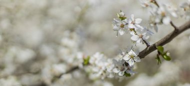 bahar çiçeği kartpostal konsepti ağaç dalları Burada metin için bulanık arkaplan kopyalama alanı ile beyaz çiçekler