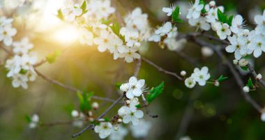 Kartpostal mevsimi konsepti açan bahar beyazı. Parlak güneş ışığıyla güzel doğa fotoğrafçılığı. Renkli ağaç yapraklarında parıldıyor.