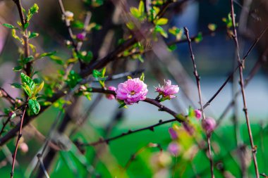 İlkbahar çiçek açan doğa manzarası ağaç yaprakları bahçedeki gül çiçekleri Nisan zamanı