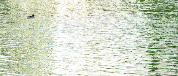 Kleine Entensilhouette Schweben Auf Ruhigem Wasser Natur Szenische Hintergrundansicht Mit — Stockfoto
