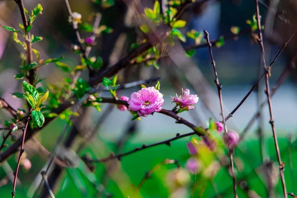 Spring Blooming Nature Scenery View Tree Foliage Rose Flowers Outdoor — Stock Photo, Image