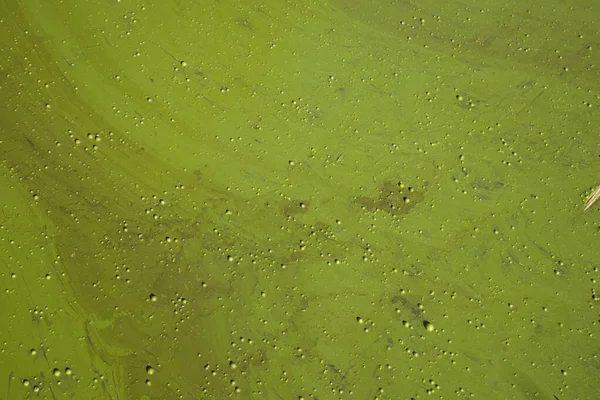 çirkin çiçek açan su yeşili yüzey örtüsü arka plan bahar manzarası kopya alanı