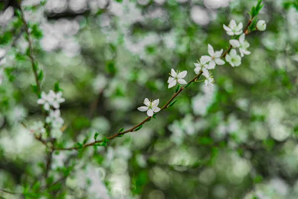 Красивая Природа Живописные Открытки Вид Белый Цветок Цветет Дереве Апреле — стоковое фото