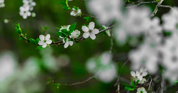 Beautiful Nature April Bloom White Flower Vivid Green Tree Foliage — Stock Photo, Image