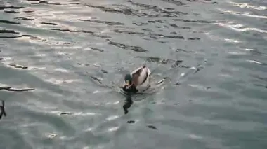 Ördek parkta suda yüzer ve sıradan bir vahşi yaşam kuşu videosu, kasvetli hava zamanı, rüzgarın doğal gürültüsü ve kameradan vaklama sesi 