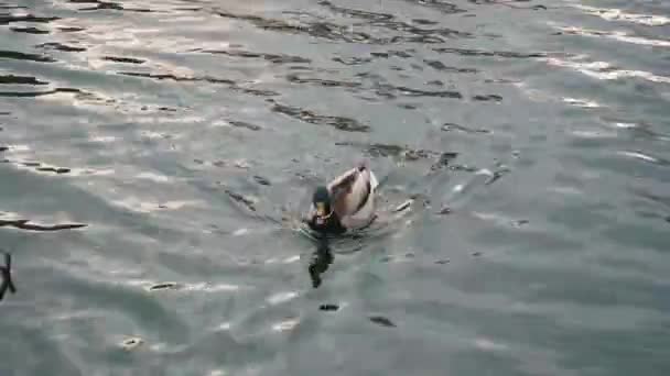 flotteur de canard sur l'eau dans le parc et voler vie sauvage commune oiseau vidéo, temps météo humide, bruit naturel du vent et de charlatanisme de la caméra  