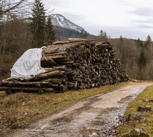 Avskogning Vedstapel Ekologiskt Problem Mänsklig Korruption Naturen Begreppsbild Från Europeiska — Stockfoto