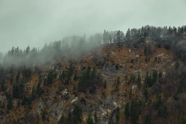 Náladový Horský Les Dramatický Vysočina Scenérie Krajina Pohled Borovice Kouři — Stock fotografie