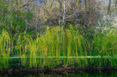Park doğa manzarası İlkbahar zamanı canlı renkli ıhlamur ve huş ağaçlarının yansıması ile göl su yüzeyinin üzerindeki yaprakları