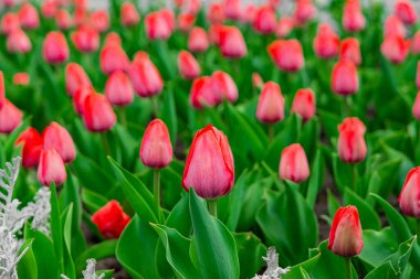 Bahar zamanı laleler çiçek bahçesi rengarenk manzara