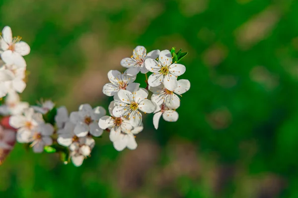 꽃피는 가지가 계절의 그림을 것이다 — 스톡 사진