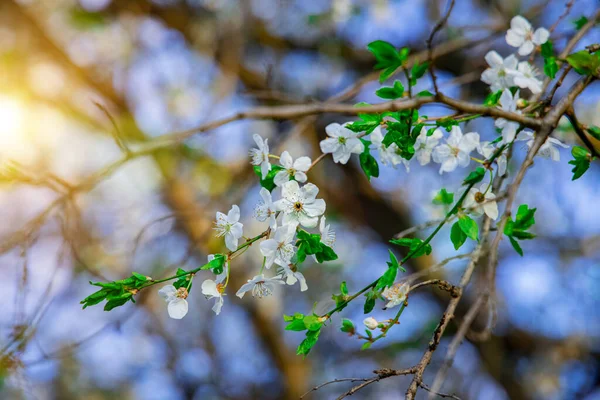 Blooming April Spring Time Park Trees Foliage White Flowers Nature — Stock Photo, Image