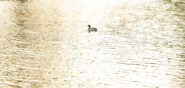 one duck float lake water calm surface in evening soft sun lighting animal life in nature environment wallpaper background photography