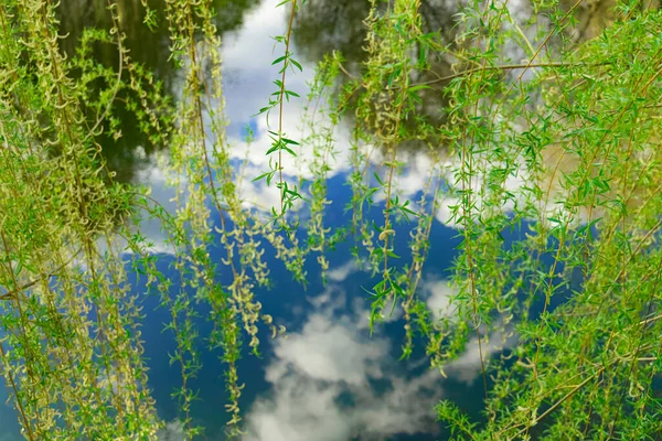 Natura idilliaca carta da parati immagine vivido fogliame verde di tiglio sopra lago serbatoio acqua calma con riflessione — Foto Stock