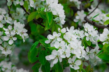 Ağacın beyaz çiçeği, yeşil yeşillik baharı mevsimlik doğa manzarası olabilir.