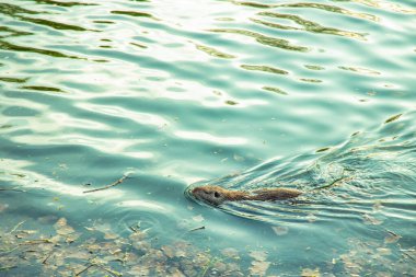 Coypu nutria yarı su kemirgeni vahşi hayvan fotoğrafçılığı yazın gündüz vakti doğa rezervuarı suyunda yüzer.