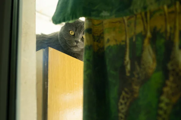 Gato Británico Mirando Través Ventana Espacio Del Balcón Pobre Piso — Foto de Stock
