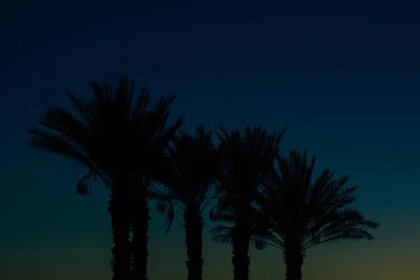 Palmeras Silueta Noche Cielo Azul Oscuro Fondo Vista Panorámica Paisaje — Foto de Stock