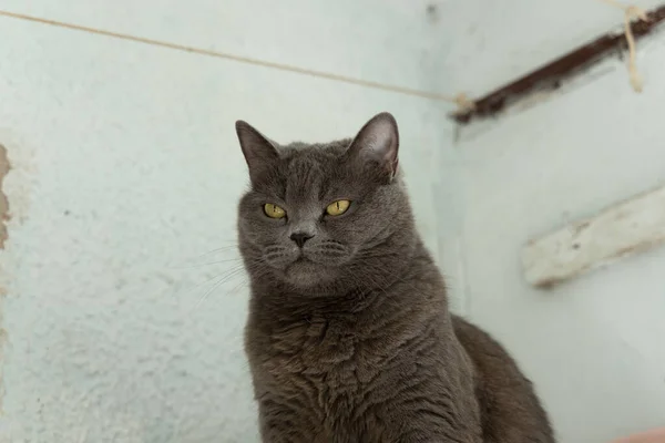 Boze Britse Kat Dier Portret Indoor Rustieke Ruimte Wit Vuile — Stockfoto