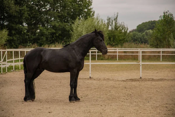 Black Horse Portrait Animal Photography Paddock Area Country Side Farm — Stock Photo, Image