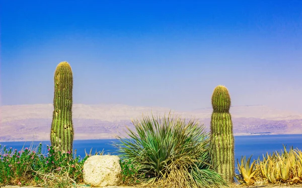 Orientale Paesaggio Asciutto Vista Panoramica Cactus Primo Piano Sopra Costa — Foto Stock