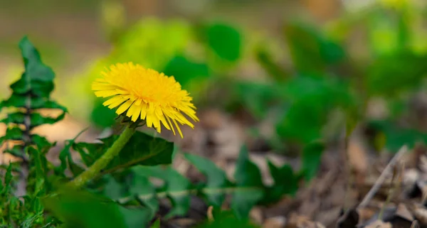 Camomila Amarelo Flor Macro Fotografia Primavera Tempo Flor Chão Grama — Fotografia de Stock