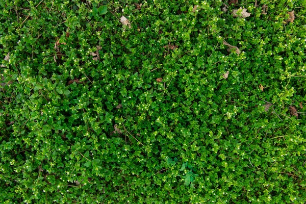 Rustikal Grün Gras Laub Boden Blätter Park Hintergrund Pflanze Textur — Stockfoto