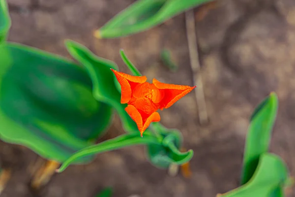 春の花壇庭の上からチューリップの芽カラフルな赤と緑の自然写真 — ストック写真