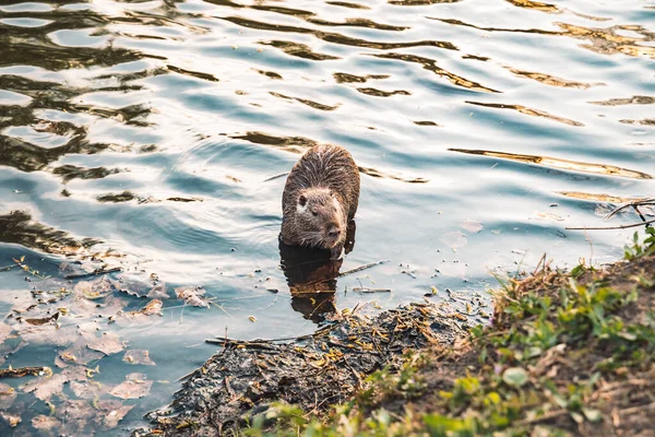 Wildlife Konzept Coypu Semi Aquatische Nagetiere Tierfotografie Porträt Park Freien — Stockfoto