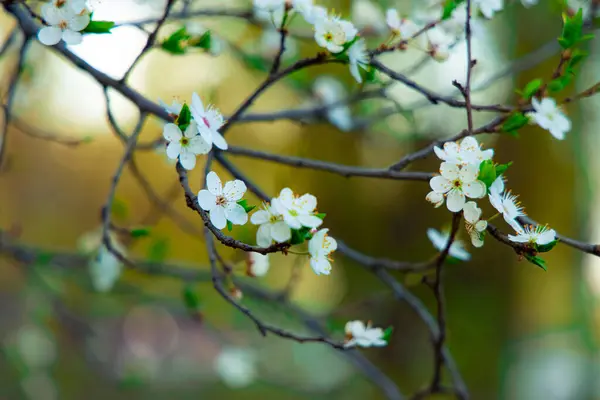 Деревянные Ветви Листвы Белые Цветы Цветут Апрель Месяц Весеннее Время — стоковое фото