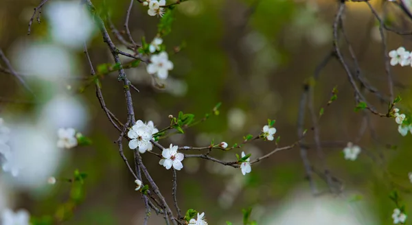 White Flower Blossom Spring April Month Time Natural Process Photography — Stock Photo, Image