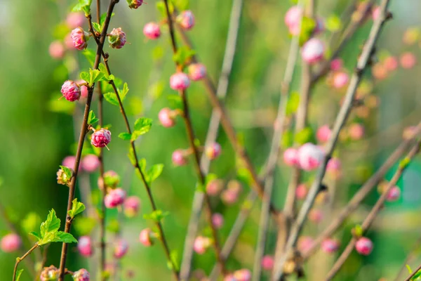 Garden nature spring time blooming of soft focus flower bud on bush branch season process scenery — Stock Photo, Image