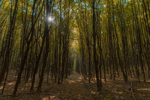 Paisagem Florestal Idílica Fotografia Árvores Altas Lisas Trilha Sob Iluminação — Fotografia de Stock