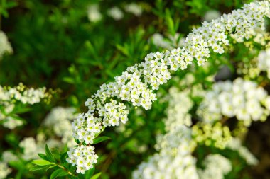 Bahçe çiçeği yatağı dekoratif küçük beyaz çiçekler çiçek bahçesi manzaralı yeşil yeşillik çevre alanı