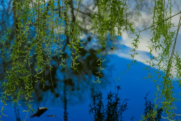 Летняя Красочная Природная Сцена Зеленой Листвы Деревьев Над Абстрактной Спокойной — стоковое фото