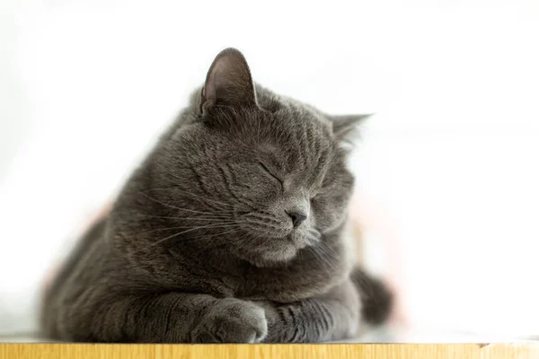 Dormir Doméstico Mascota Británico Gato Suave Foco Retrato Blanco Fondo —  Fotos de Stock