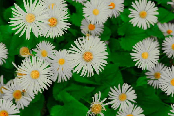 Flor Branco Camomila Natureza Cartaz Paisagem Fundo Fotografia Primavera Florescendo — Fotografia de Stock