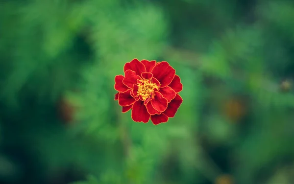 Suave Enfoque Caléndula Sola Flor Roja Amarilla Desde Arriba Escorzo — Foto de Stock