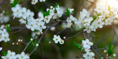 yumuşak odaklı beyaz çiçek ağacı dalları çiçek açar doğanın manzarası gün ışığında görülür