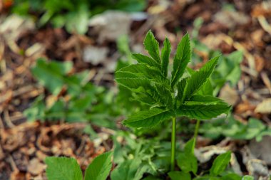 Yeşil yapraklı bitki topraktan yetişiyor. Doğa manzaralı fotoğrafçılık.