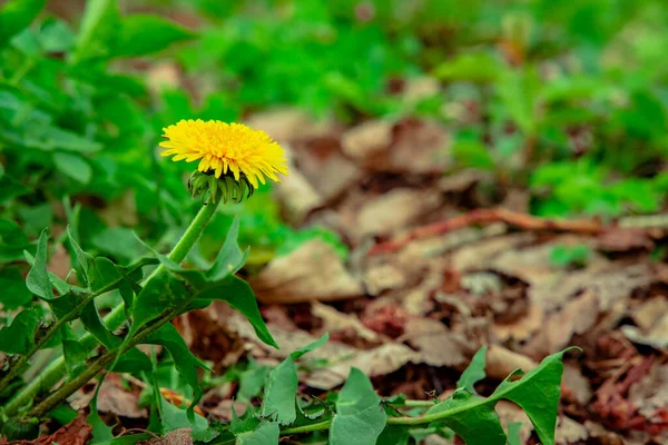 Camomila Macro Foco Suave Fotografia Cênica Flor Amarela Grama — Fotografia de Stock