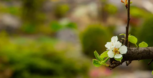 Мягкий Фокус Белый Цветок Ветки Цветок Весной Время Апрель Сезон — стоковое фото
