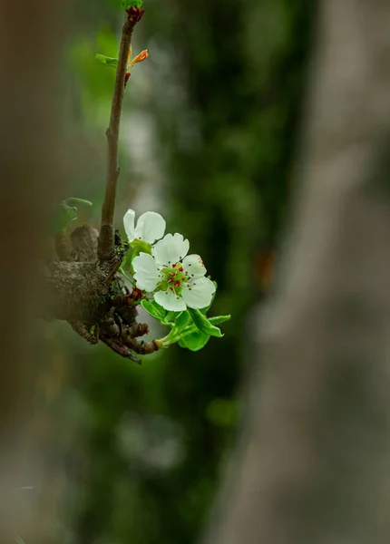 Μαλακή Εστίαση Λευκό Λουλούδι Στο Κλαδί Δέντρο Ανθίσει Άνοιξη Σεζόν — Φωτογραφία Αρχείου