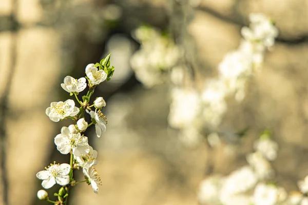 Весеннее Дерево Цветущее Естественным Живописным Видом Концепция Фотографии Белого Цветка — стоковое фото