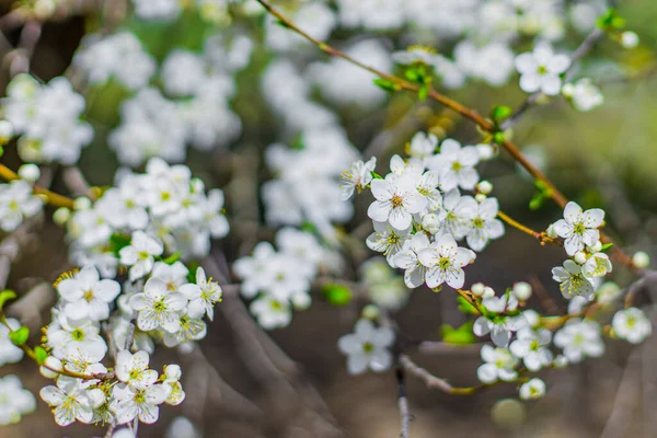 Wiosenny Czas Drzewa Kwitnący Naturalny Malowniczy Widok Koncepcja Fotografii Biały — Zdjęcie stockowe