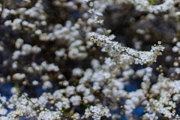 Ramas Árbol Flores Blancas Follaje Primavera Florecimiento Jardín Floral Vista — Foto de Stock