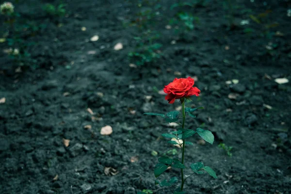 Готичний Темний Стиль Фотографії Який Фокус Самотньої Троянди Сухому Фоновому — стокове фото